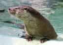 動物図鑑・ユーラシアカワウソ 2